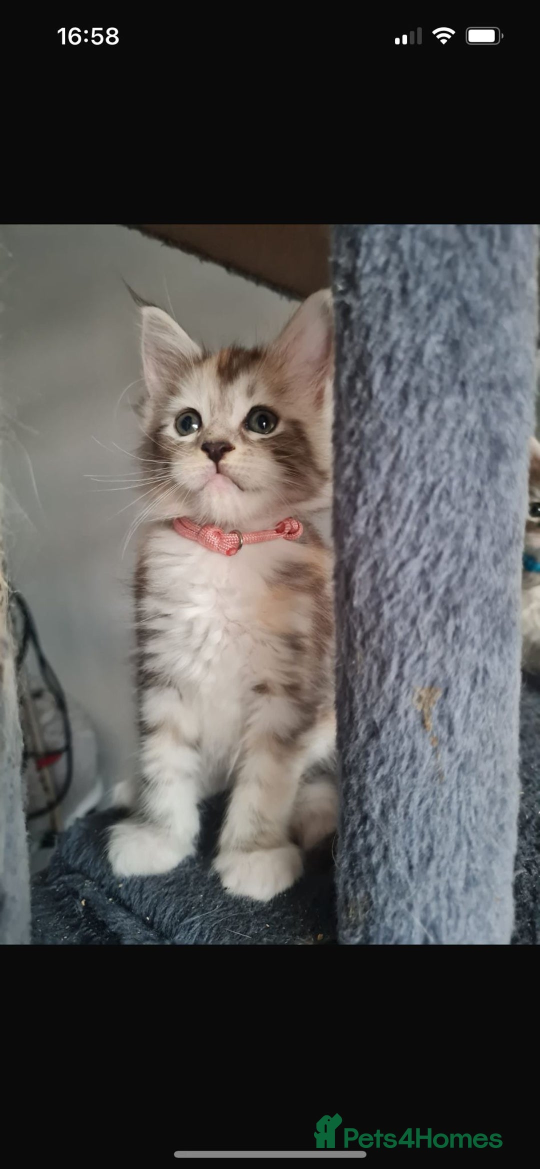 Maine Coon cats for sale: Stunning pedigree Mainecoon Kittens  - Image 6