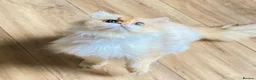 British Longhair cats for stud: 🐾🐾🐱Pretty boy looking for a girl 🐱🐾🐾 in Luton - Advert 12