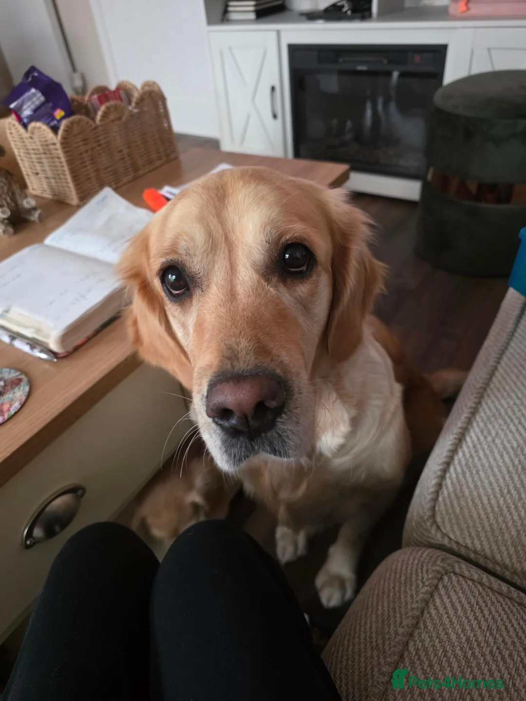 Golden Retriever dogs for sale: Golden retriever female needing a new home in Thetford - Advert 2