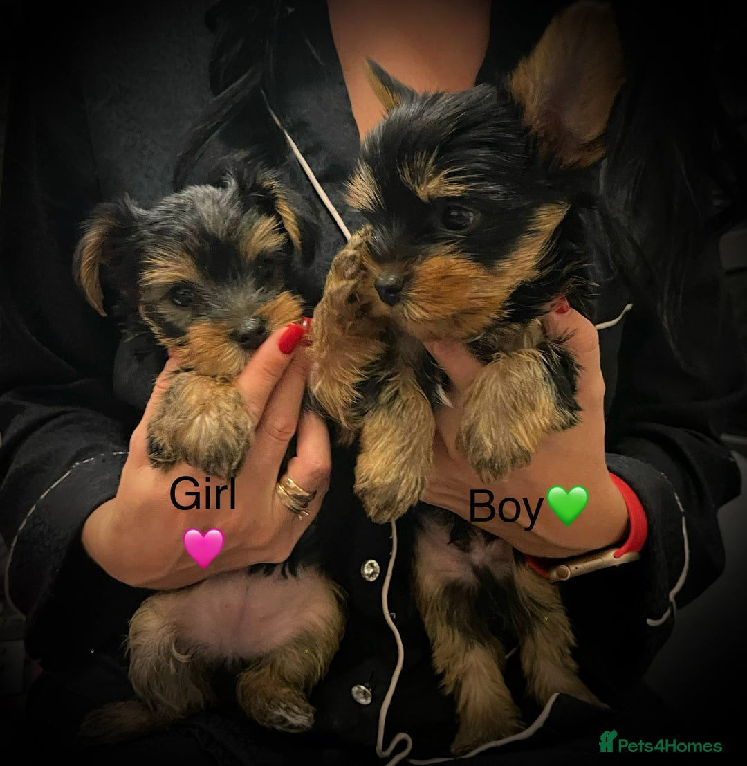 Terrier Puppy Teacup Yorkie Price Range Yorkshire Terrier Puppies