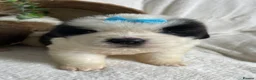 Saint Bernard dogs for sale: STUNNING ST BERNARD PUPPIES - Advert 6