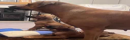 Rhodesian Ridgeback dogs for sale: KC Registered, only 2 left. - Advert 23
