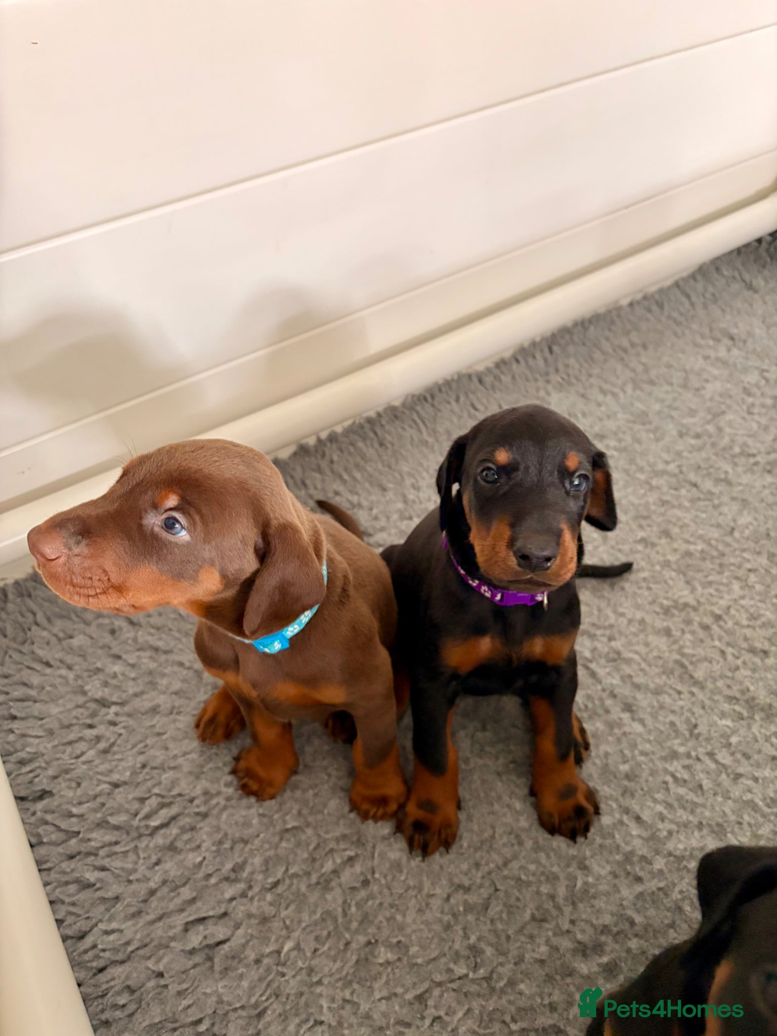Dobermann dogs KC Registered Doberman Puppies | Health Tested 🐾 - Advert 2