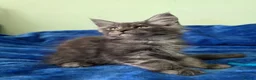 Maine Coon cats for sale: GCCF – Maine Coon kittens - Advert 29