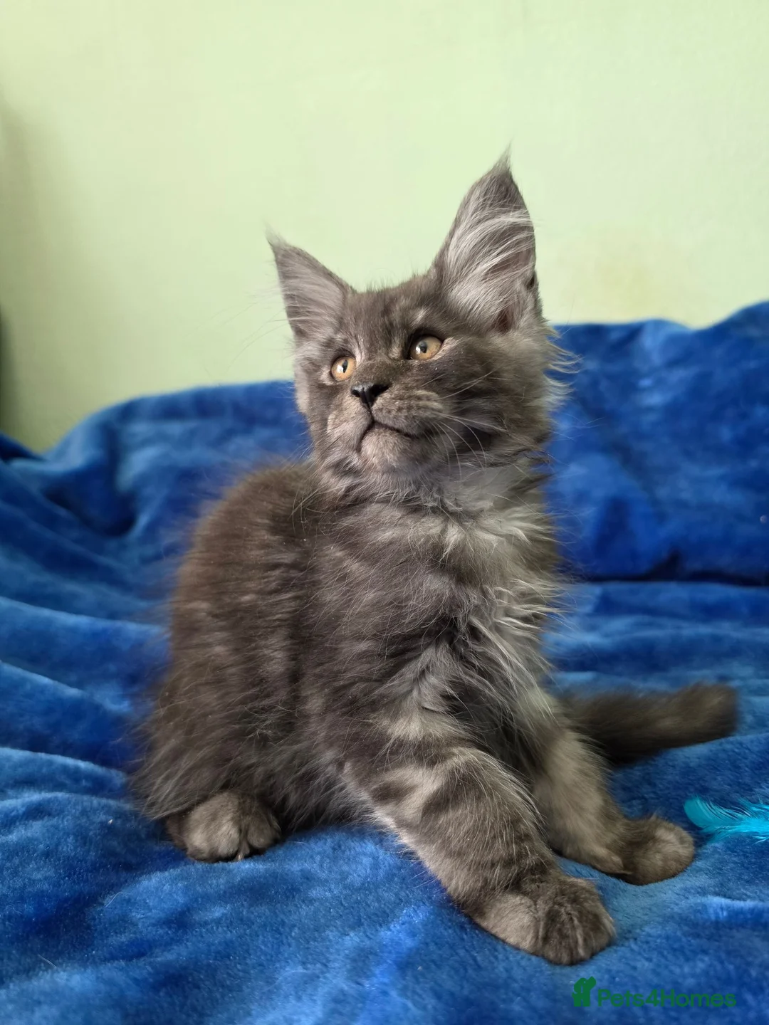 Maine Coon cats for sale: GCCF – Maine Coon kittens - Advert 29