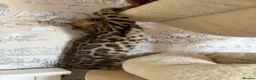 Bengal cats for sale: 🐆Exceptional Pedigree Bengal Kittens 🐆 - Advert 8