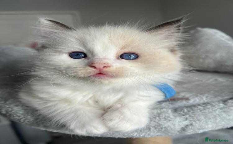 Ragdoll cats - Advert 4