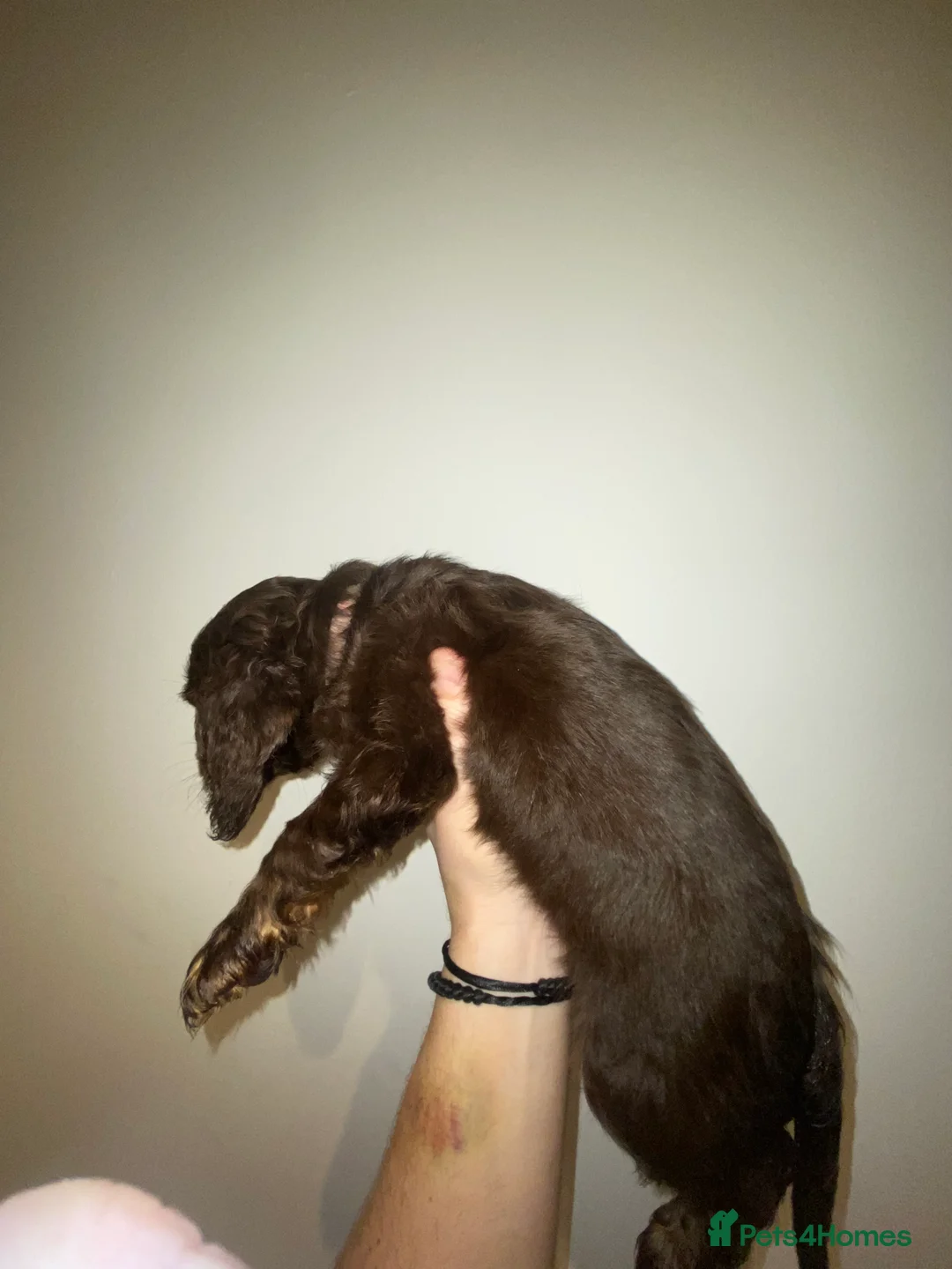 Miniature Dachshund dogs for sale: Long haired miniature dachshund puppies for sale  - Advert 12