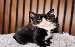 Mixed Breed cats for sale: 🎃 4 Pumpkin Gingers & 2 Phantom Kittens 👻 - Image 30