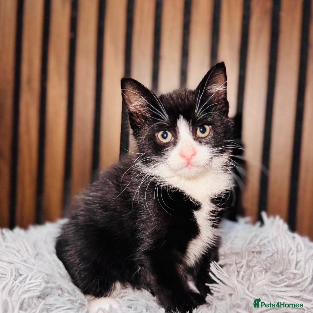 Mixed Breed cats for sale: 🎃 4 Pumpkin Gingers & 2 Phantom Kittens 👻 - Image 30