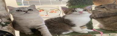 British Shorthair 3