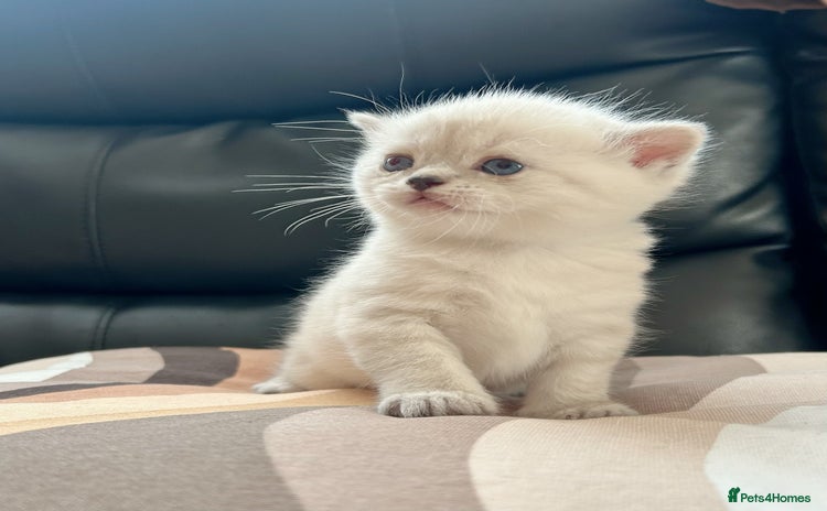 British Shorthair cats - Advert 14