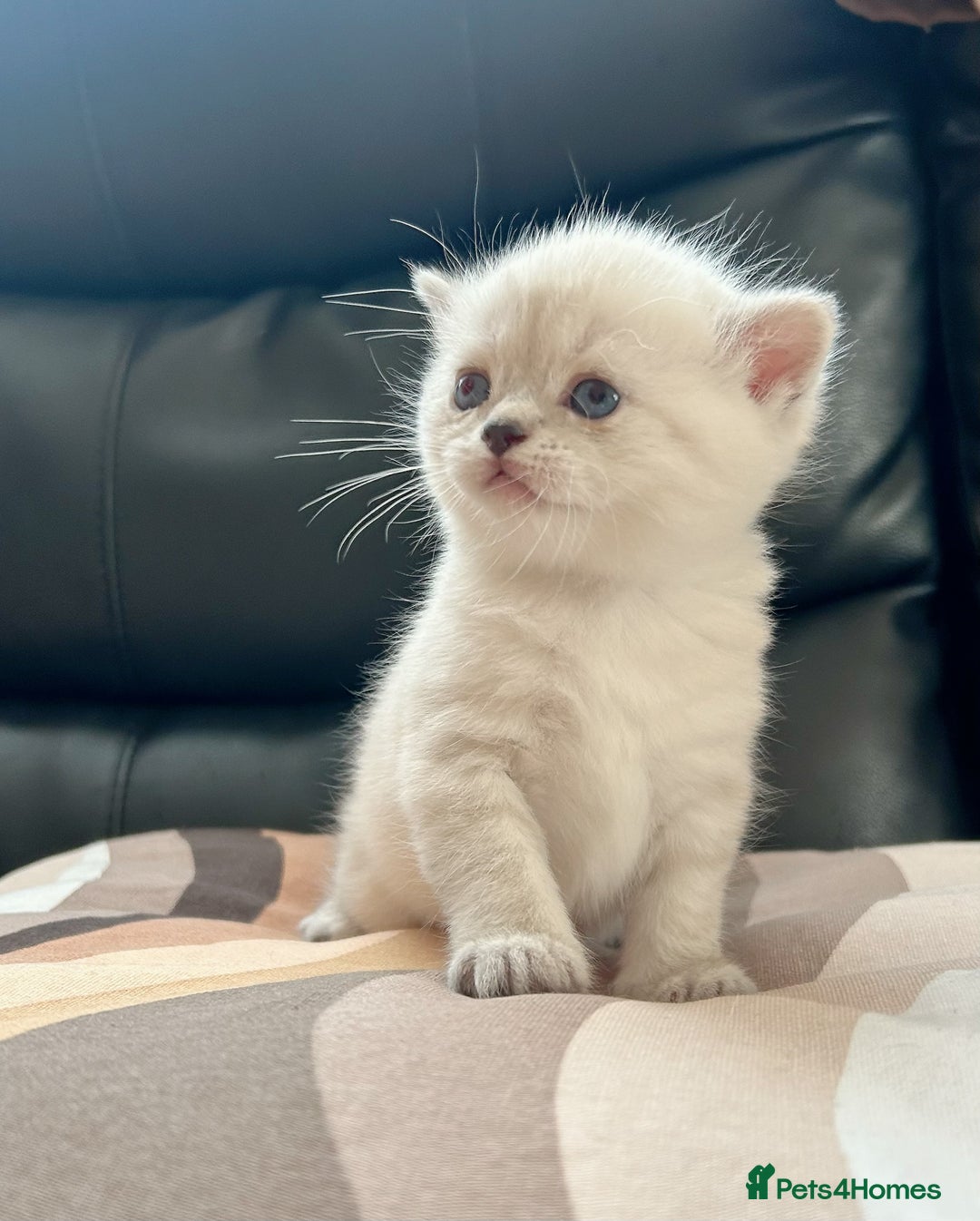 British Shorthair cats for sale: British shorthair chocolate and silver pointed  - Advert 1