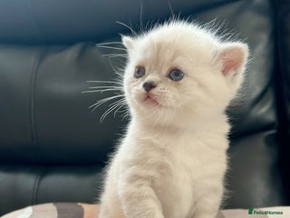 British Shorthair cats - Advert 1