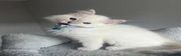 Ragdoll cats for sale: GCCF ragdoll kittens for sale - Advert 23