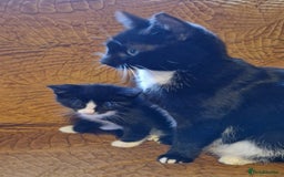 Domestic Shorthair cats for sale: Adorable Kittens Ready for Their Forever Homes - Advert 16