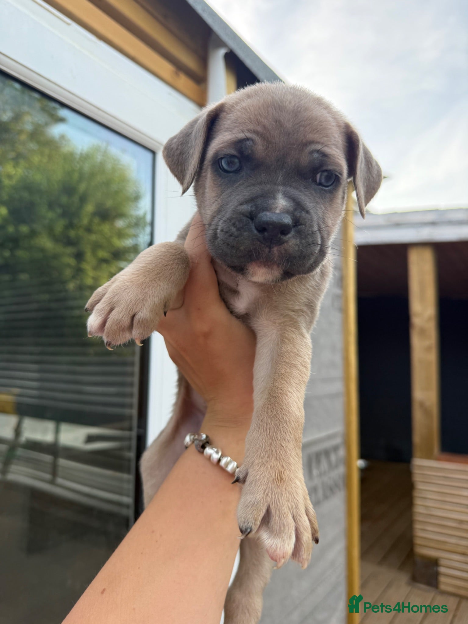 Cane Corso dogs Stunning cane corso 🐶 - Advert 1