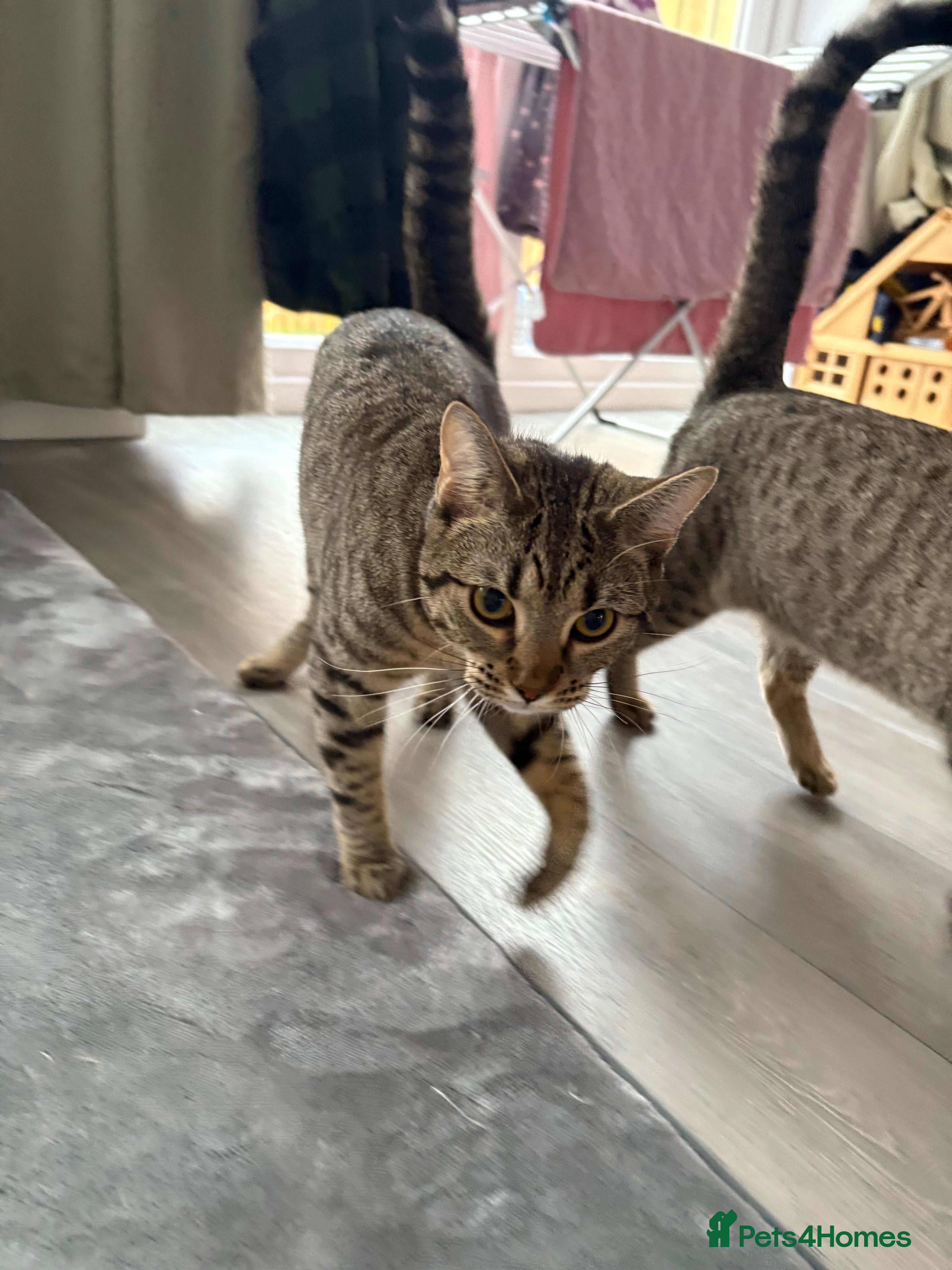 Mixed Breed cats Two female 9 month old kittens - Advert 2