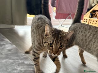 Mixed Breed cats Two female 9 month old kittens - Advert 4