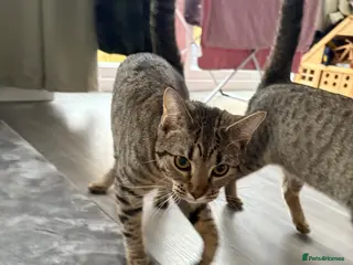 Mixed Breed cats Two female 9 month old kittens - Advert 9