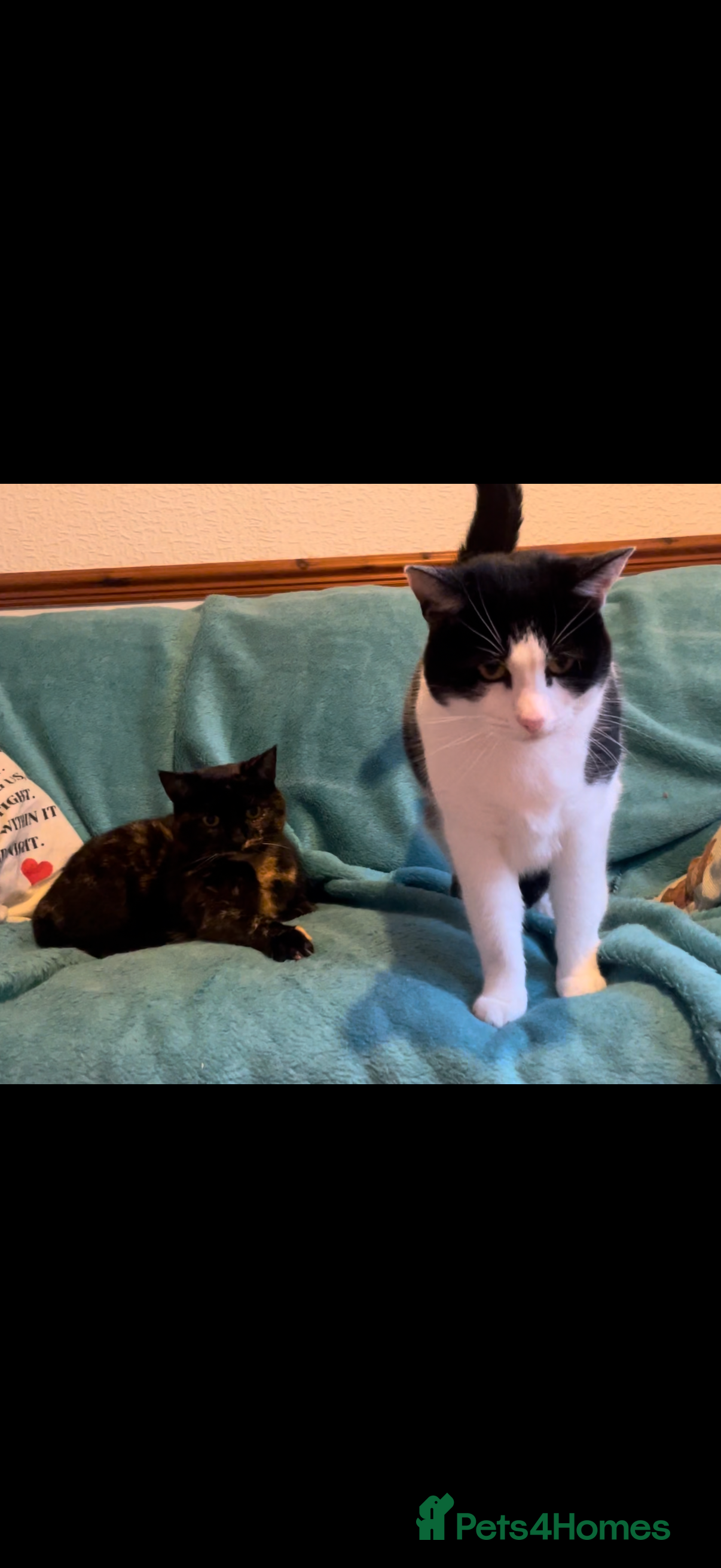 Mixed Breed cats Narla and kitty  - Advert 1