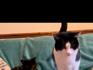 Mixed Breed cats Narla and kitty - Advert 2