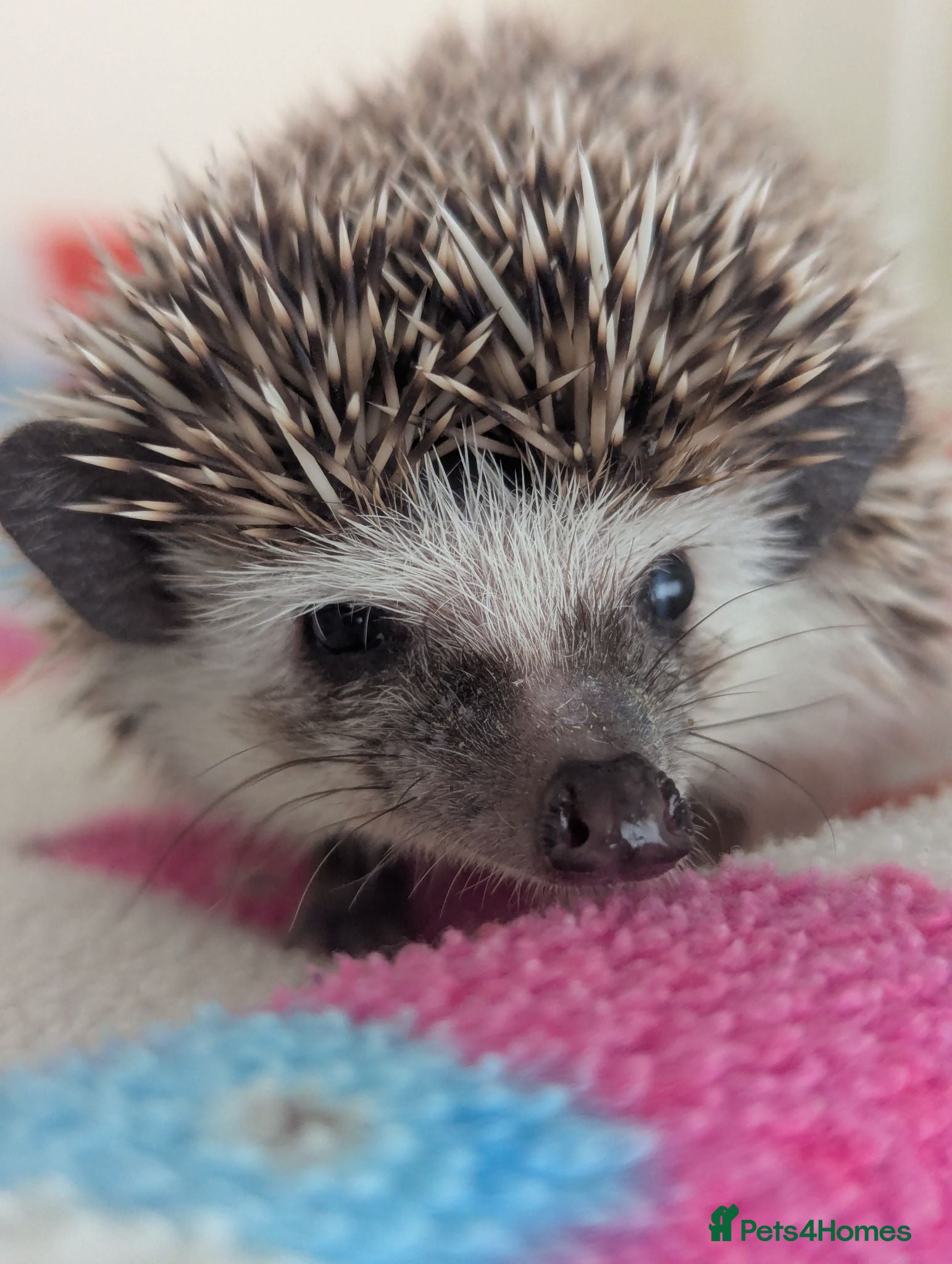 Pygmy Hedgehog rodents Lots of  REDUCED Hoglets/ READY NOW!!!! - Advert 1
