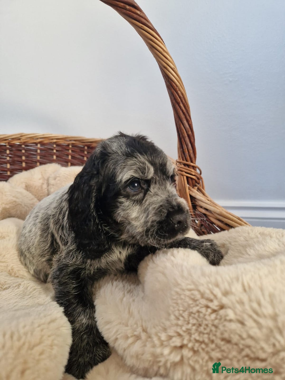 Cocker Spaniel dogs for sale: Outstanding KC registered cocker Spaniel puppies. - Advert 10