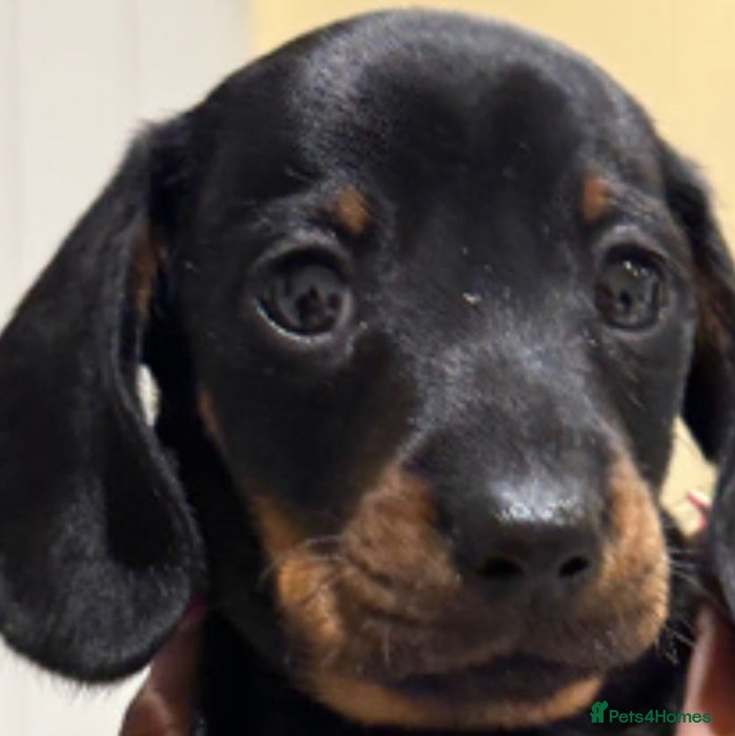 Miniature Dachshund dogs Beautiful Miniature Dachshund boy - Advert 1