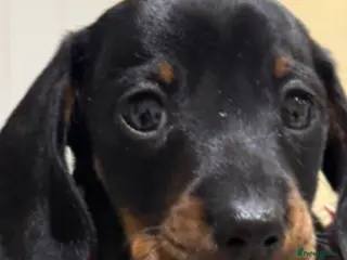 Miniature Dachshund dogs Beautiful Miniature Dachshund boy - Advert 1