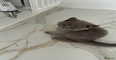 British Shorthair cats - Advert 5