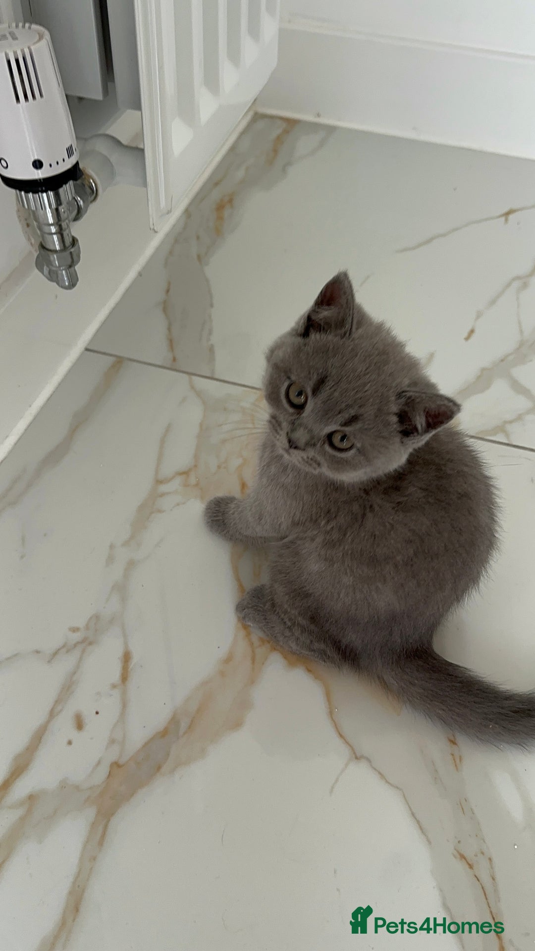 British Shorthair cats for sale: Blue British Shorthair GCCF - Image 2