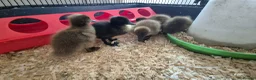 Ducks poultry for sale: 4 ducklings available  - Advert 7