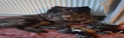 Chow Chow dogs for sale: Puppies chows looking for their forever homes. - Advert 5