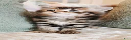 Maine Coon cats for sale: 🐾 Beautiful Maine Coon Kittens 🐾 - Advert 39