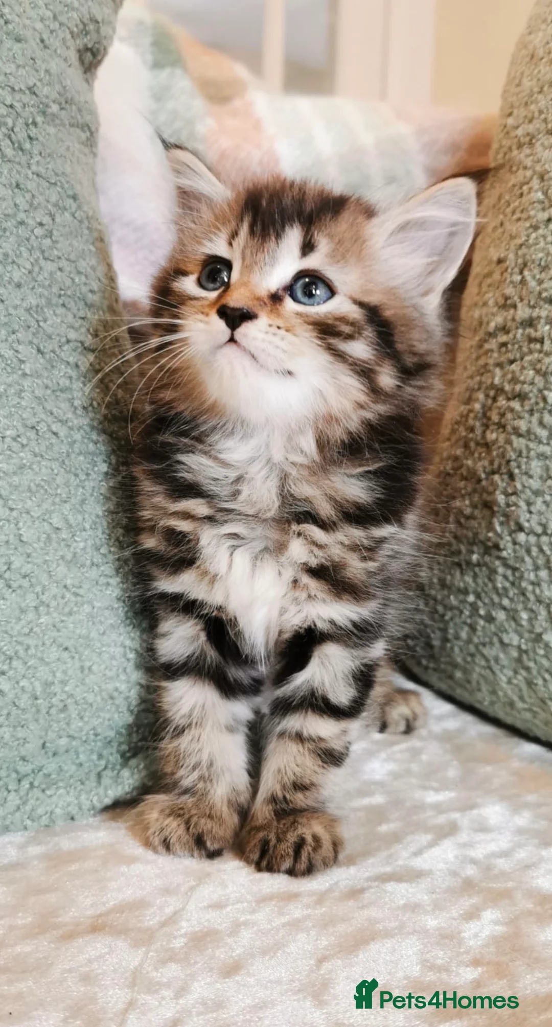Maine Coon cats for sale: 🐾 Beautiful Maine Coon Kittens 🐾 - Advert 39