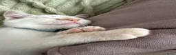 Mixed Breed cats for sale: Twin boys need to go together  - Advert 8