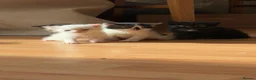 Ragdoll cats for sale:  calico x ragdoll kittens for sale! - Advert 2