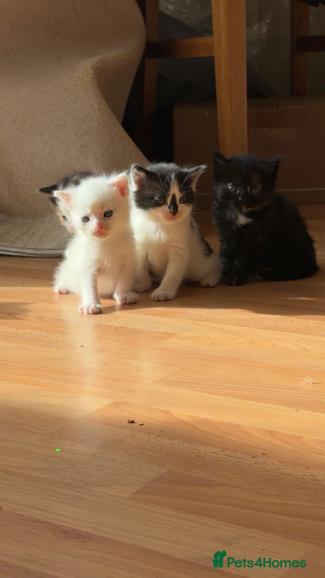 Ragdoll cats for sale:  calico x ragdoll kittens for sale! - Advert 2