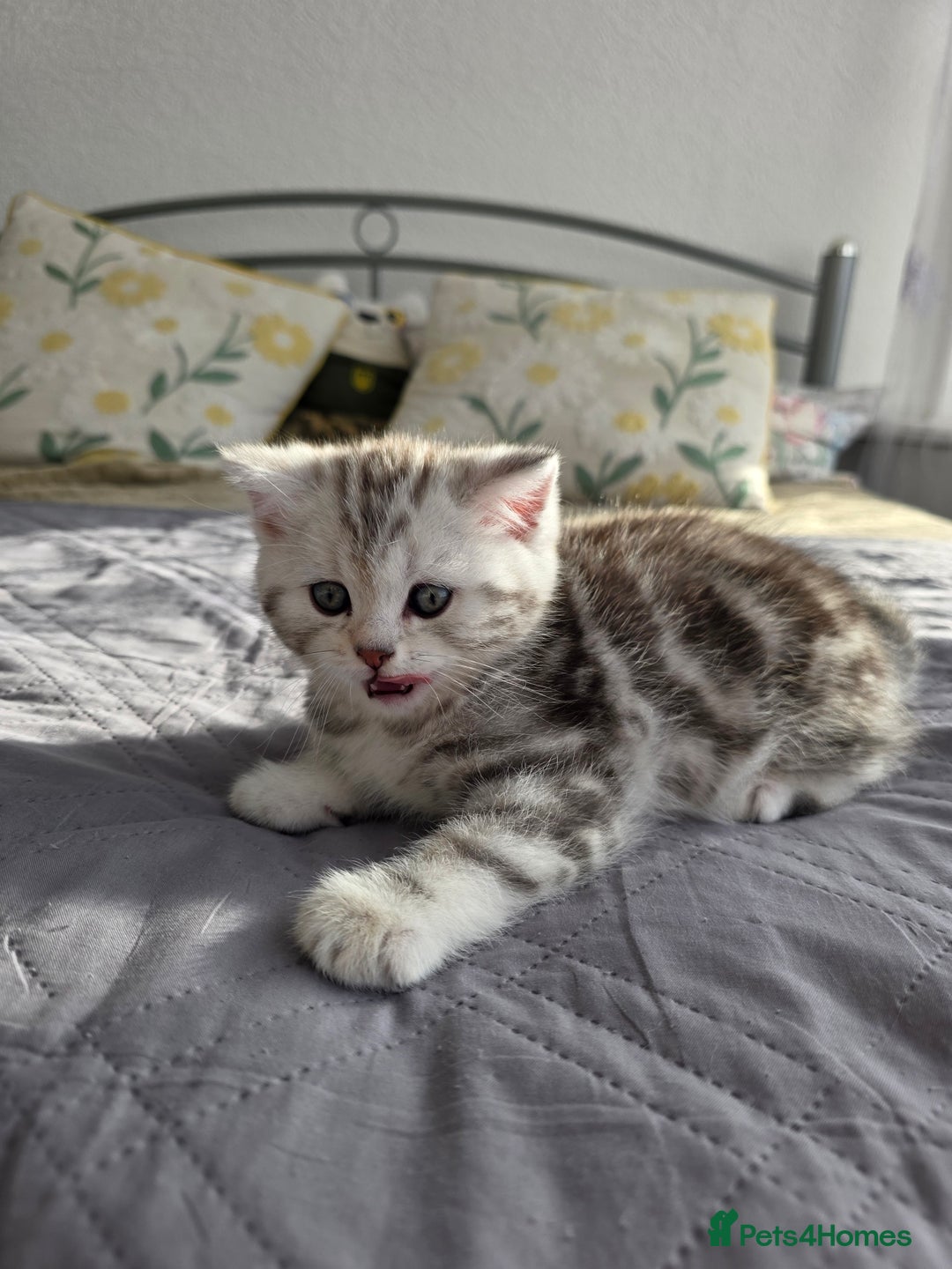 Scottish Fold cats for sale: Tabby Scottish Fold Kittens - Advert 5