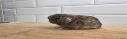 Mini Lop rabbits for sale: Beautiful Pure Mini Lop Bunnies Looking for Homes - Advert 6