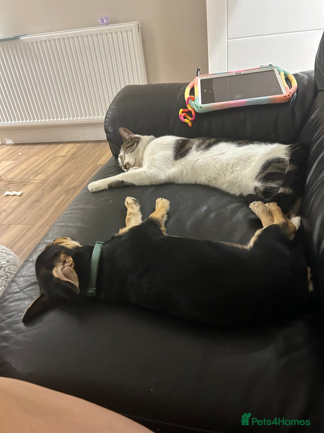 Chorkie dogs for sale: 7 month Chorkie for adoption - Advert 4