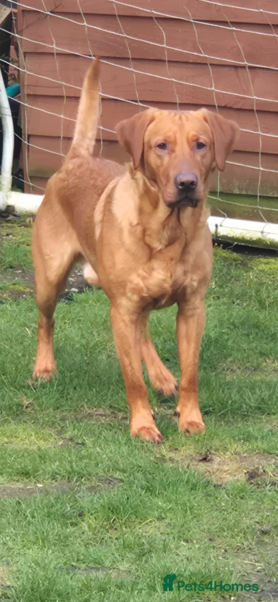 Labrador Retriever dogs Fully Health Tested Red Fox Lab Stud - Advert 5