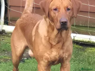 Labrador Retriever dogs Fully Health Tested Red Fox Lab Stud - Advert 5