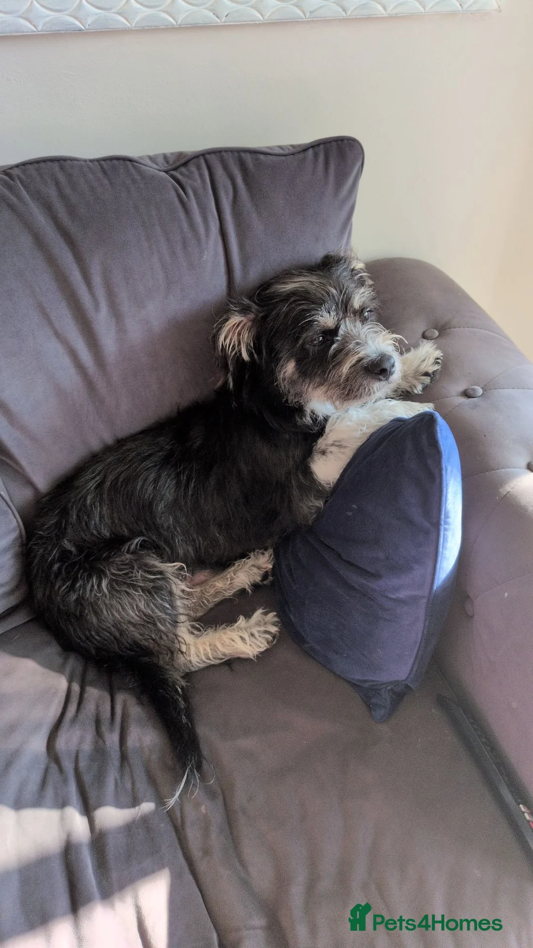 Mixed Breed dogs for adoption: Mixed breed shi Tzu / jack Russell/terrier mix  in Walsall - Advert 2
