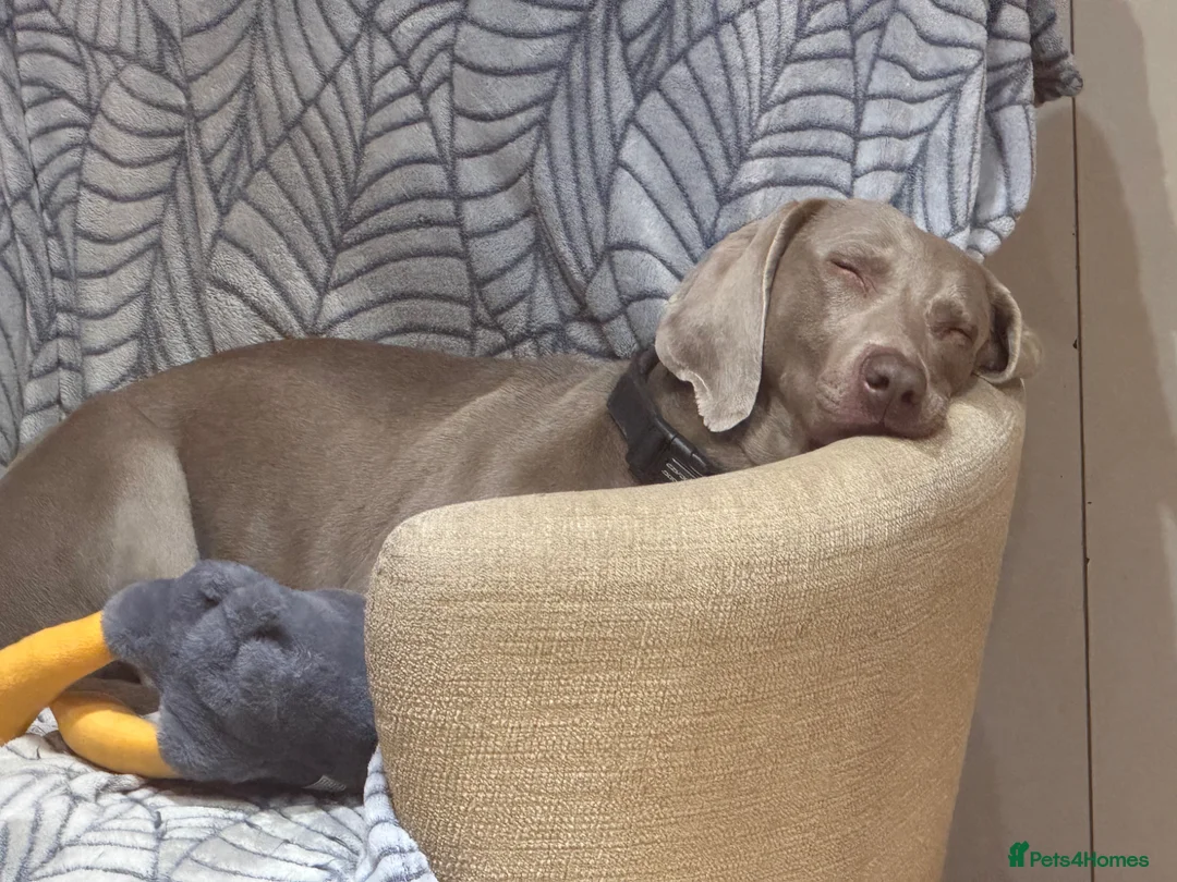 Weimaraner dogs for sale: Weimerner  in Sheffield - Advert 2