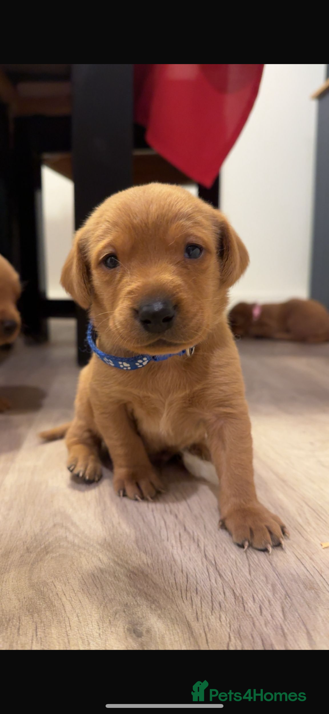 Labrador Retriever dogs for sale: Litter of 7 Fox Red Labrador Puppies - Advert 7