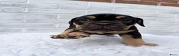 Olde English Bulldogge dogs for sale: Champion Sired Health Tested OEB puppies - Advert 11