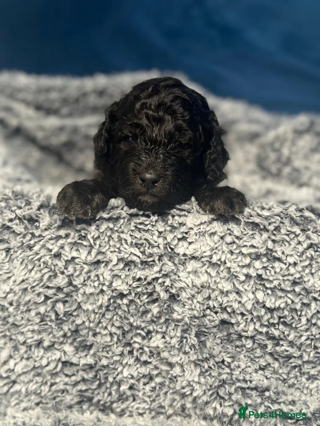 Miniature Poodle dogs for sale: Gorgeous pure bred miniature poodles - Advert 17