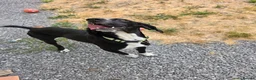 Pointer dogs for adoption: Bolt is desperate for hi forever home  in Machynlleth - Advert 3